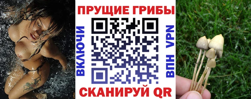 цены   Новоржев  Галлюциногенные грибы Psilocybine cubensis 